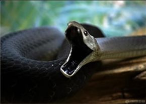 BLACKMAMBA.jpg