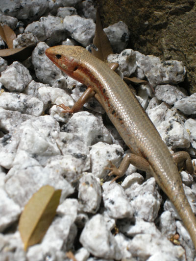 DSCN0132.jpg