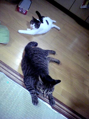 oyogi_1.jpg